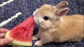 娱乐吃瓜小兔子,娱乐圈吃瓜小兔子的幕后故事